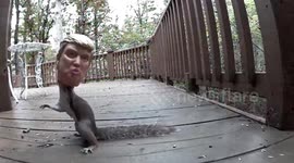 Squirrel gets head stuck in Donald Trump feeder