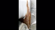temp
