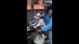 Dog in Hells Angel-style helmet rides shotgun on motorbike ... and puppies and cat come along for the ride, too