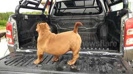 Puppy cooling off in the back of a pick-up truck
