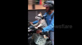 Dog in Hells Angel-style helmet rides shotgun on motorbike ... and puppies and cat come along for the ride, too