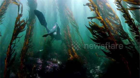 Watch a freediver swim through a forest of kelp off the California coast