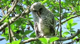 Baby barred owl discovers his foot