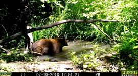 bear bath 10July2018