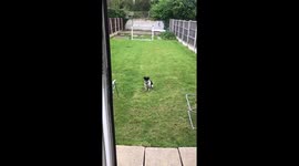 When the only trick your dog know’s is to completlely ignore you 