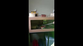 Anchieta Cobra showing of his colours