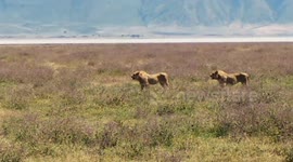 Young lions getting a lesson against buffaloes