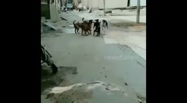 What Are Dogs Trying to Say ?