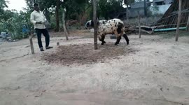 Sheep video for qurbani