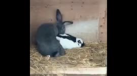 FUNNY RABBIT