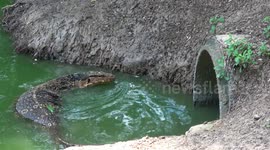 Monitor lizard adult and juvenile