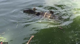 Two Asian water monitor lizards caught mating at a Thai tourist hotspot