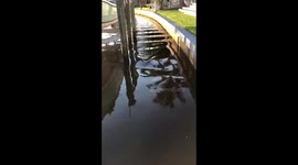 The dolphin came to say hello to the boys ????