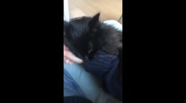 Angry cat won't let go