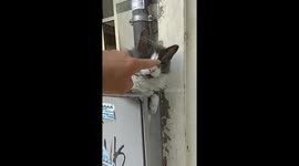 Cat plays dead and scares passerby during heatwave