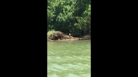 Gains eagle in India near the lake