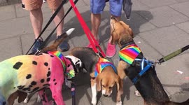 Pride doggo