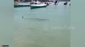 Public warned to stay out of water after shark spotted in Cornish harbour