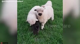 Rescue cat becomes best friends with a pair of sheep
