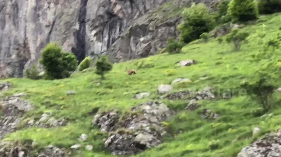 I meet a chamois while travelling the mountains