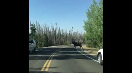 Starting out the day right by having a moose and her baby walk right in front of our car. https://t.co/ukHcReGtX1