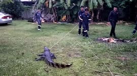 Wild crocodile sends six policeman running after being found in pensioner's home