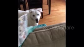This dog is hilariously terrified of inanimate objects