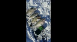 Large jumbo whitebass in lake mendota wi