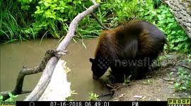 bear enter and exit pond 16July2018