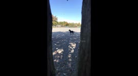 Dog Misplaced It’s Human Again