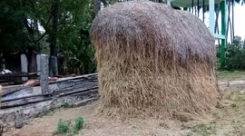 FEEDING COW FROM PADDY STALK