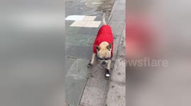 Bespectacled pooch in red cape shows off incredible roller skating skills