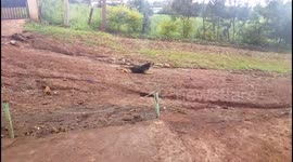 My dog doing some evening exercise