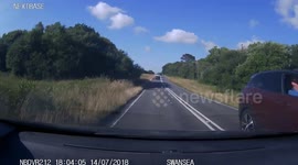 Close call with a wee little lamb