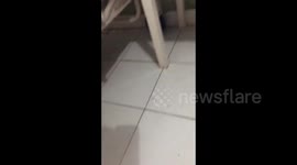 A postnatal care room at a hospital in Indonesia infested with cockroaches