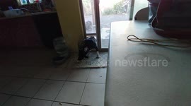 Puppy dug up a new toy