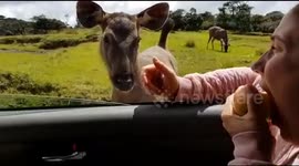 Sri Lankan Sambur sharing an apple with a tourist