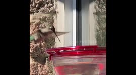 Iridescent Hummingbird