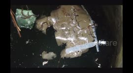 Mother cobra and 23 babies pulled out of well in marathon rescue