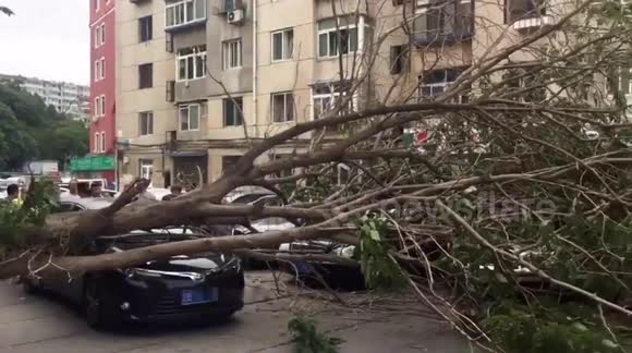 Driver cheats death after tree falls onto moving car - Buy, Sell or ...