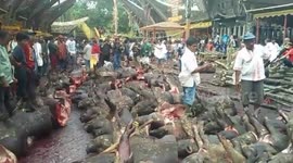 Hundreds of Pigs Killed and Sacrificed in Toraja Tradition