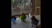temp