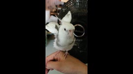 Cockatiel windsurfing