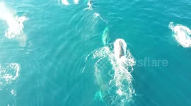 Majestic Humpback Whales from above - Sydney