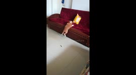 Funny Food hunting of a pup