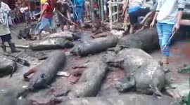 Five Hundred Pigs Slaughtered and Killed in Indonesia