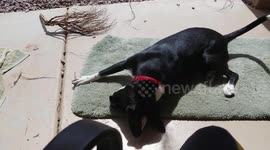 Ori is incredibly itchy!