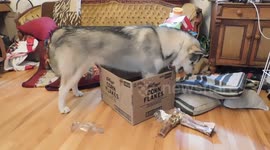 Alaskan Malamute Puppy Passionate about Recycling Cardboard