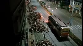 Lot of Goat....  After finish day tour...