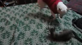 MY PETS ANNIE AND DORO